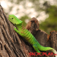 3D Lizard Prank Toy (Set of 2 Lizards) Online Sale