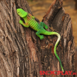 3D Lizard Prank Toy (Set of 2 Lizards) Online Sale